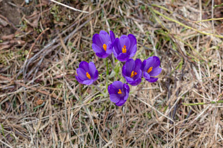 View of magic blooming spring violet flowers crocus growing in wildlife. Purple crocus growing from...