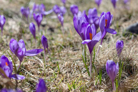 View of magic blooming spring violet flowers crocus growing in wildlife. Purple crocus growing from...