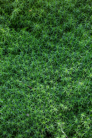 background texture of the green forest moss, growing anophyteの写真素材