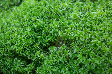 Close up macro photo of natural green and brown moss, anophyte in a forest growing
