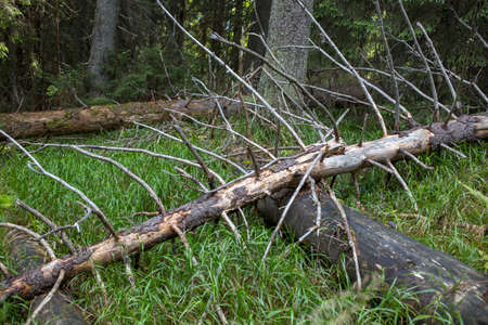 Old fallen tree in a wild forest overgrown with moss, abandoned trail, wild Carpathians mountains environmentの写真素材