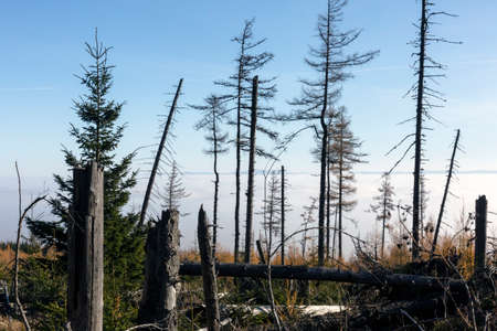 Dried pines and fallen trees in VysokÃ© Tatry, High Tatra Mountains - the mountain range and...