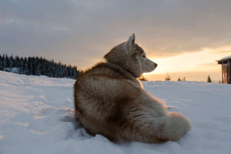 Siberian Husky dog sitting on the snow winter evening at the sunset in the Carpathians mountains, Ukraineの写真素材