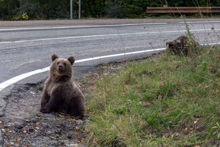 portrait of young wild bear sits near the Transfagaras road, Romania