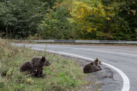portrait of young wild bear sits near the Transfagaras road, Romania
