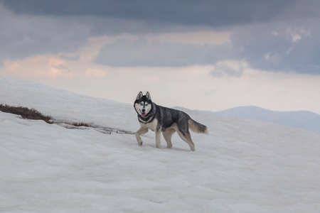 funny and happy young gray and white Siberian Husky on snow in the mountains