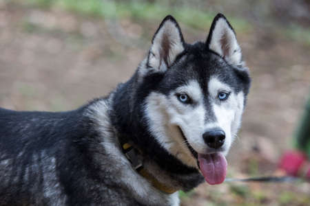 Close up photo of the head of grey siberian husky dog enjoying the nature, the Carpathians