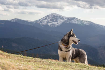 Grey hiking siberian husky dog in front of hill of the mount covered by spring snow, Carpathians mountains, Ukraineの写真素材