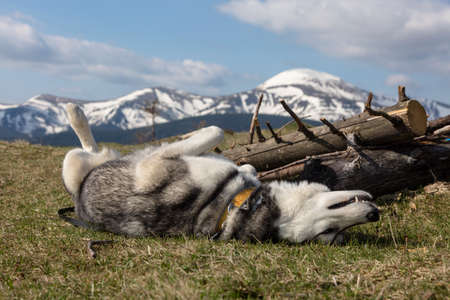 Happy laying siberian husky dog enjoying sun in front of snowy peaks, the Carpathians mountains,...