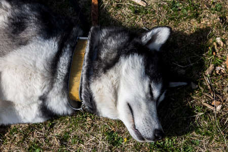 Close up photo of the head of laying siberian husky dog, Chornohora, the Carpathians mountains, Ukraineの写真素材