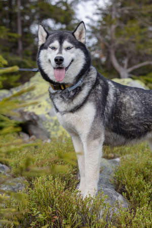 Close up photo of the grey and white Siberian husky dog lying on the nature background