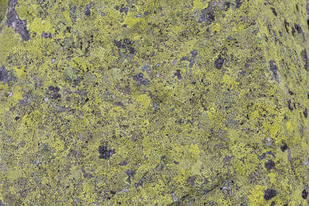 A yellow Moss and lichen, fungus on the stones in the mountains. Grey and yellow abstract stone...