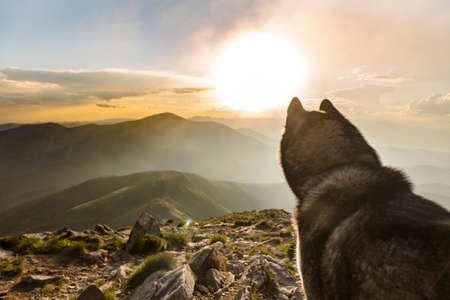 Grey Siberian husky dog at the orange sunset in the mountains, The Carpathiansの写真素材