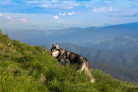 Grey Siberian husky dog hiking in the green mountains, the Chornohora, the Carpathian mountains, Ukraineの写真素材
