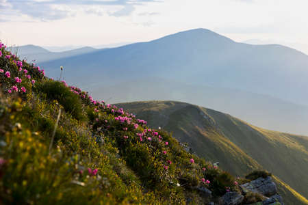 Pink bush of rhododendron flowers on a sunset with a background of mountain landscape. Carpathian...