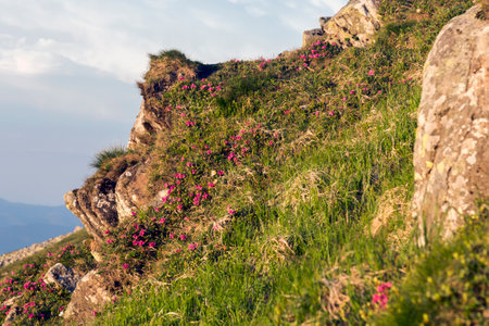 Mountain stoned hill covered with flowering rhododendron. Beautiful flowered landscape of highest mountains with blue sunset sky in Carpathiansの写真素材