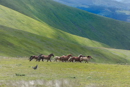 A dog in the mountains runs after a herd of horses. The Siberian Husky combines power, speed and...