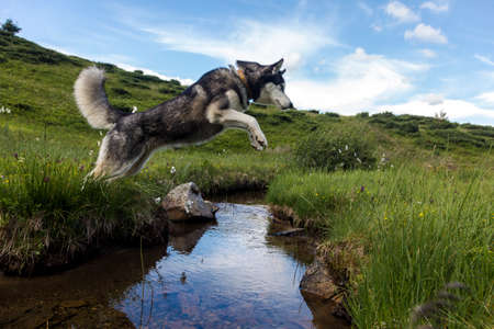 The gray Siberian Husky jumping over the river, active, alert, and gentle dogの写真素材