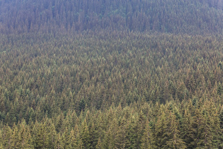 Green pine trees forest pattern alpine forest background, Carpathians, Chornogora, Ukraineの写真素材
