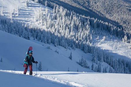 An active female freerider with a sbowboard hikes on a winter trail between the snow-covered spruce in a backcountry alpine mountain terrainの写真素材