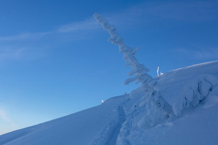 A small Christmas tree fir is covered with snow against the background of a frozen mountain range and a blue windy skyの写真素材