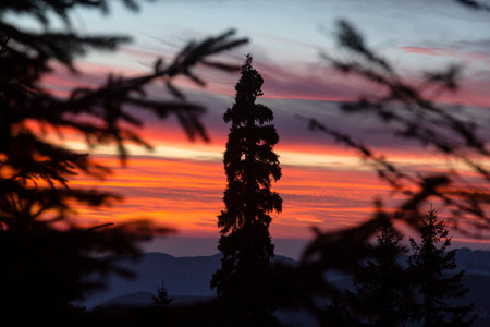 Silhouettes of Christmas trees and spruce trees in the pink-orange light of the setting sun. Dramatic sky and clouds in the mountainsの写真素材