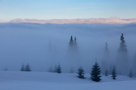 Spruce trees and fir trees breaking through clouds and fog in winter mountains, top view