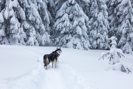 Beautiful siberian husky dog with blue eyes happy in the snowy forest. Adventures outdoor winter conceptの写真素材