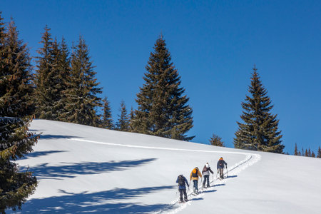 A group of freeride skiers climb up into the snowy mountains. Active recreation in nature, the Carpathians mountainsの写真素材