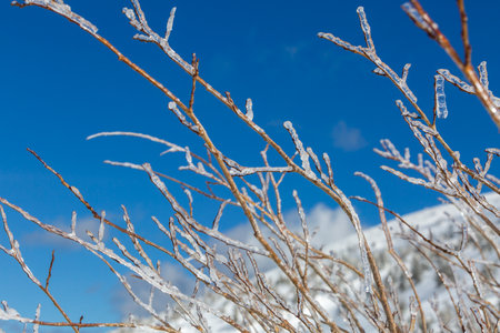 Against the clear blue sky, the frozen tree branches create a stark contrast, their icy coating shimmering in the bright winter sun.の写真素材
