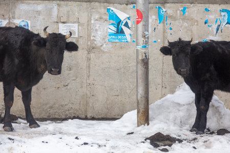 Mestia, Georgia - 2 Feb, 2020: Cows face each other against the background of Georgian political advertising in the villageのeditorial素材