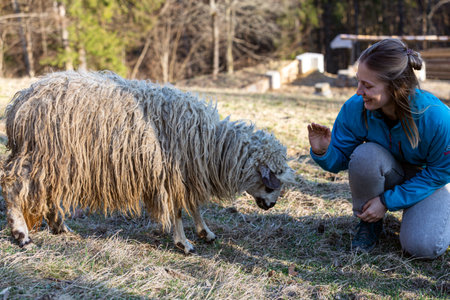 A woman petting a sheep in a field. Working with domestic animals on the farmの写真素材