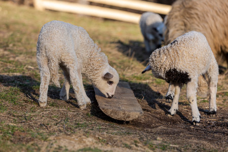 closeup of lamb standing on grass with flock of sheep grazing in background, domestic animals on the farmの写真素材