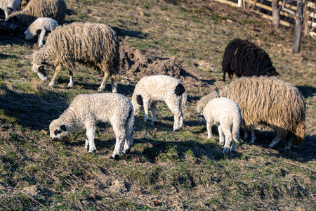 A herd of sheep is grazing on a field. Working with domestic animals on the farm