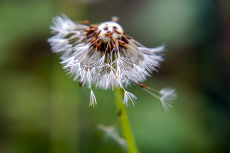 Close-up dandelion flower, fragility and freshness, beauty in nature, green growth, foreground...