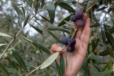 A hand holds fresh purple olives, a Greek food staple. Greek Olive Harvest
