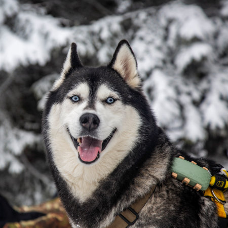 A Siberian husky, with its iconic blue eyes and thick winter coat, strikes a pose. Its playful...