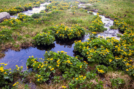 Adventure travel concept: Alpine brook lined with bright yellow blooming wetland wildflowers amid...