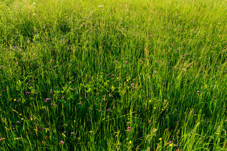 Grasの写真素材