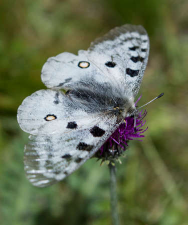 Butterfly on Flower