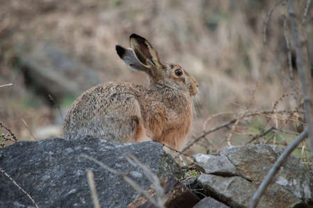Mountain Rabbit