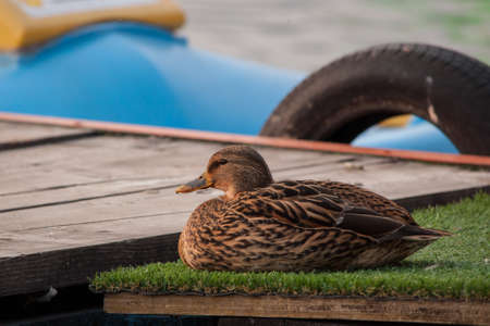 Mallardの写真素材