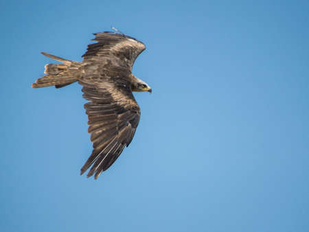 The majestic flight of the European eagle