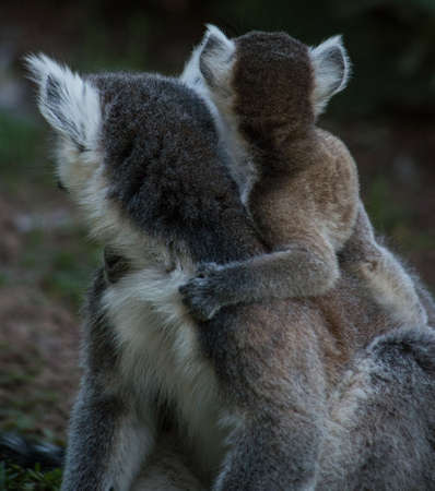 The little Lemur lovingly hugs his parent