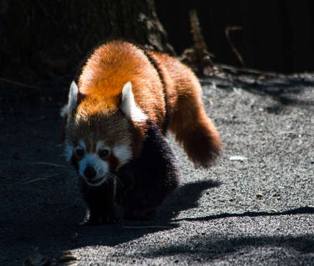 A rare specimen of an endangered red panda
