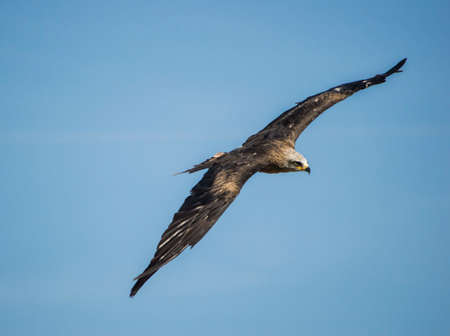 The majestic flight of the European eagle