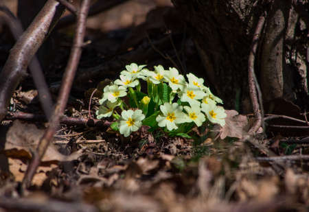 Detail of a seedling of yellow primroses in springの写真素材