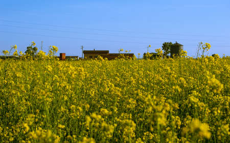 A beautiful flowery country meadow near Albaの写真素材