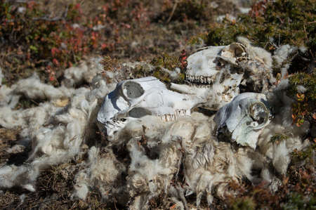 Detail of wool and sheep carcasses eaten by the wolf - province of Turin