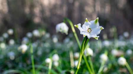 View of a splendid undergrowth full of snowdrop flowers